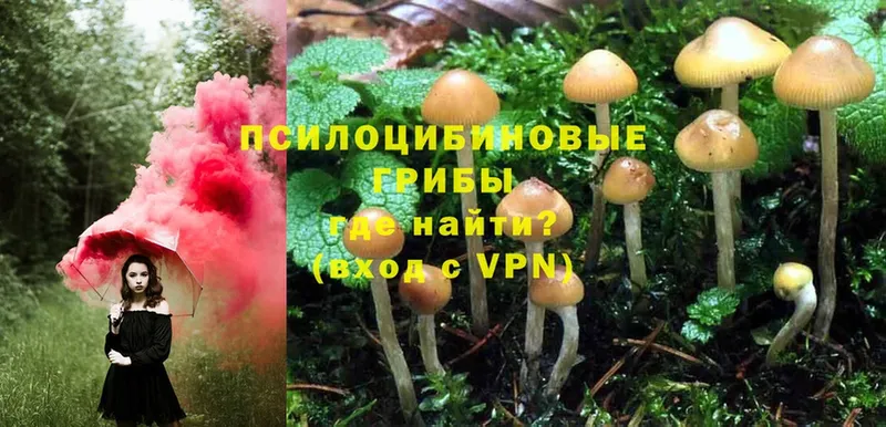 Галлюциногенные грибы Psilocybine cubensis  KRAKEN рабочий сайт  Баксан  как найти  